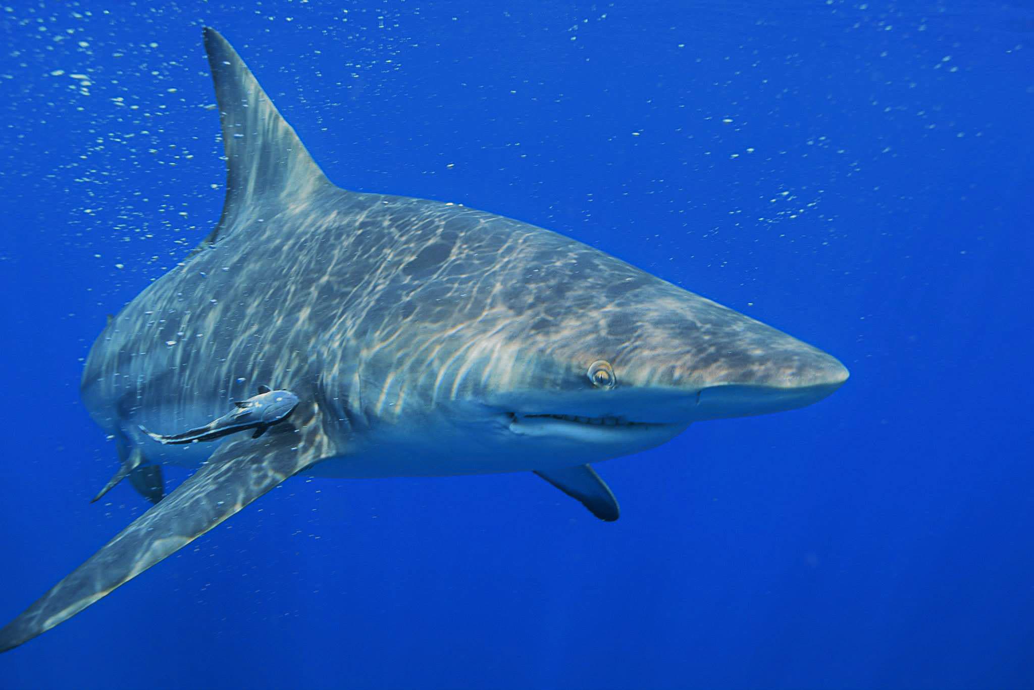 Photo of a Blacktip Shark