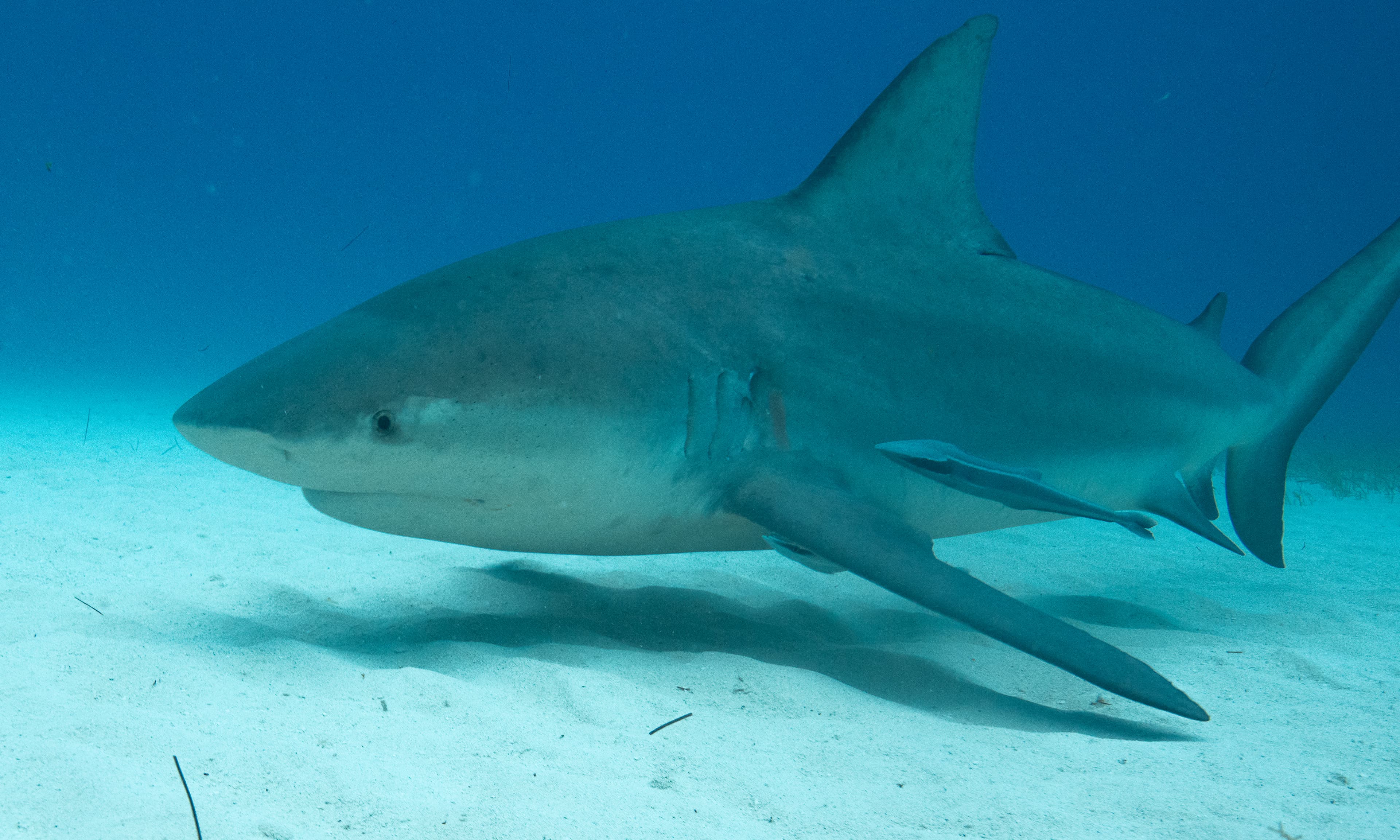 Photo of a Bull Shark