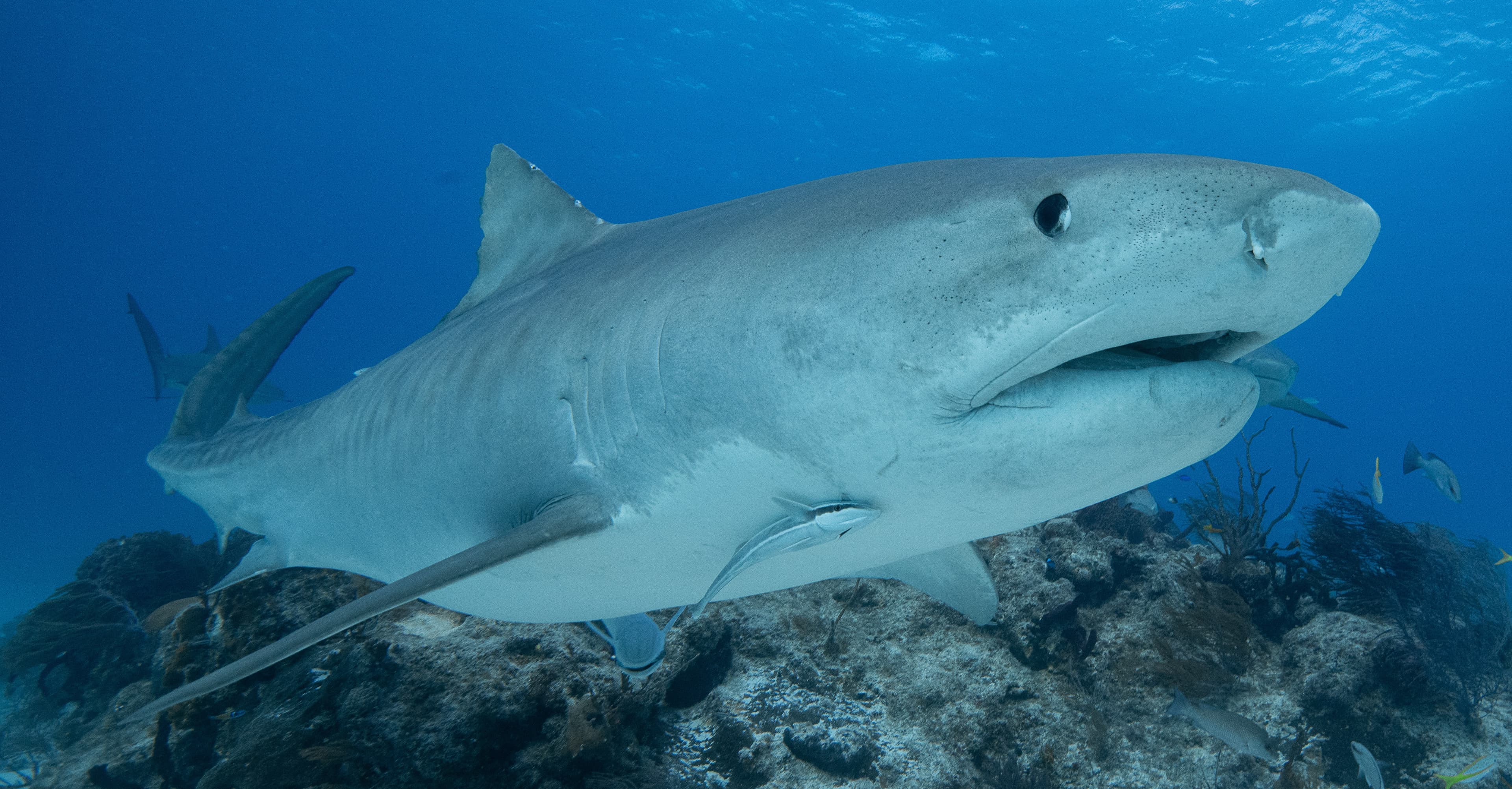 Photo of a Tiger Shark