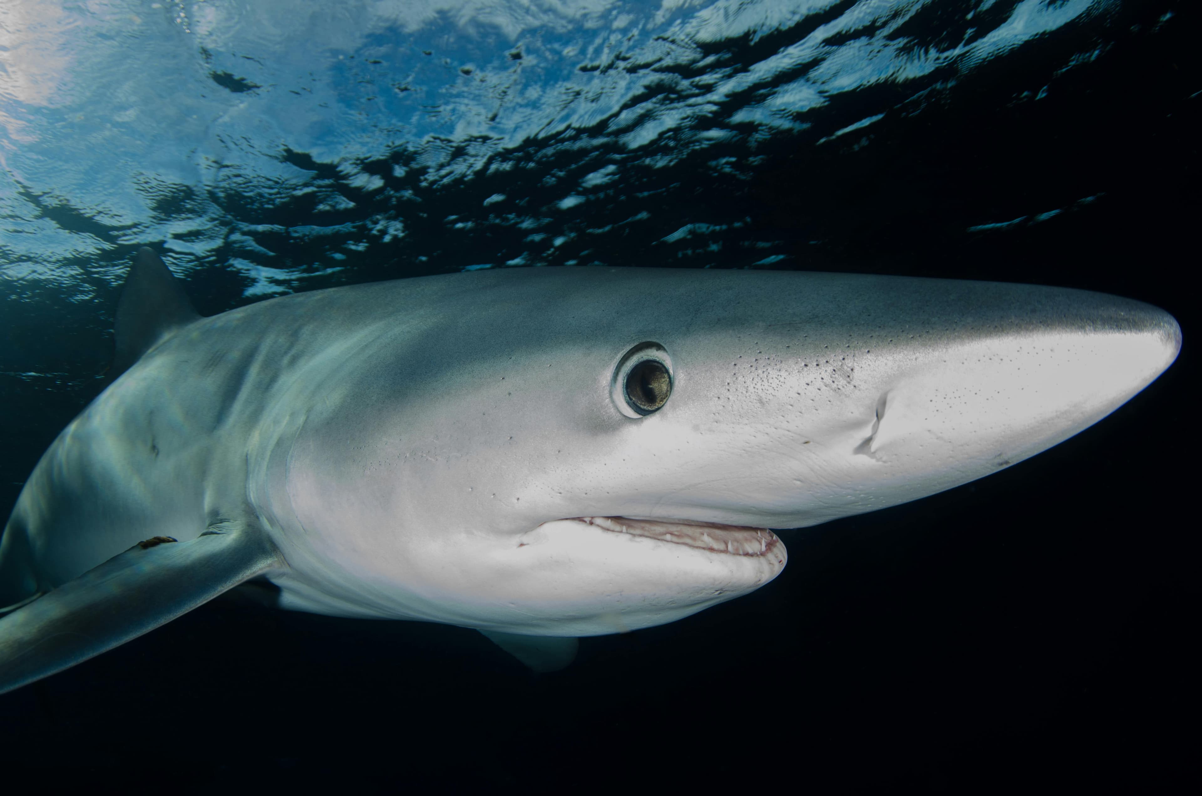 Photo of a Atlantic Sharpnose
