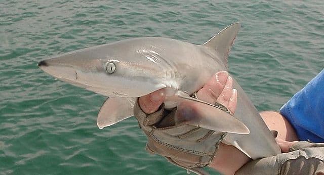 Photo of a Blacknose Shark