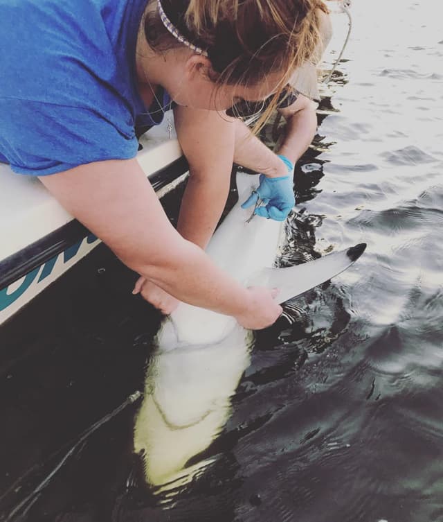 Photo of Avalon Pier in Kill Devil Hills, North Carolina