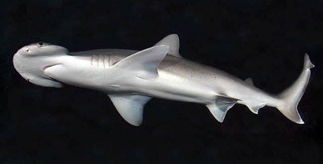 Photo of a Bonnethead