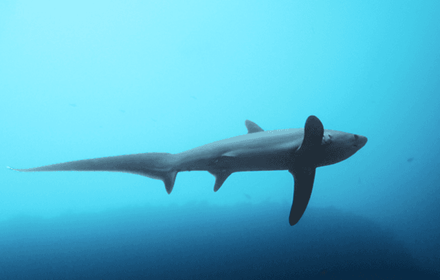 Photo of a Common Thresher Shark