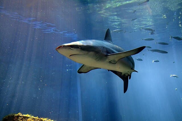 Photo of a Dusky Shark