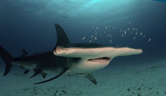 Photo of a Great Hammerhead