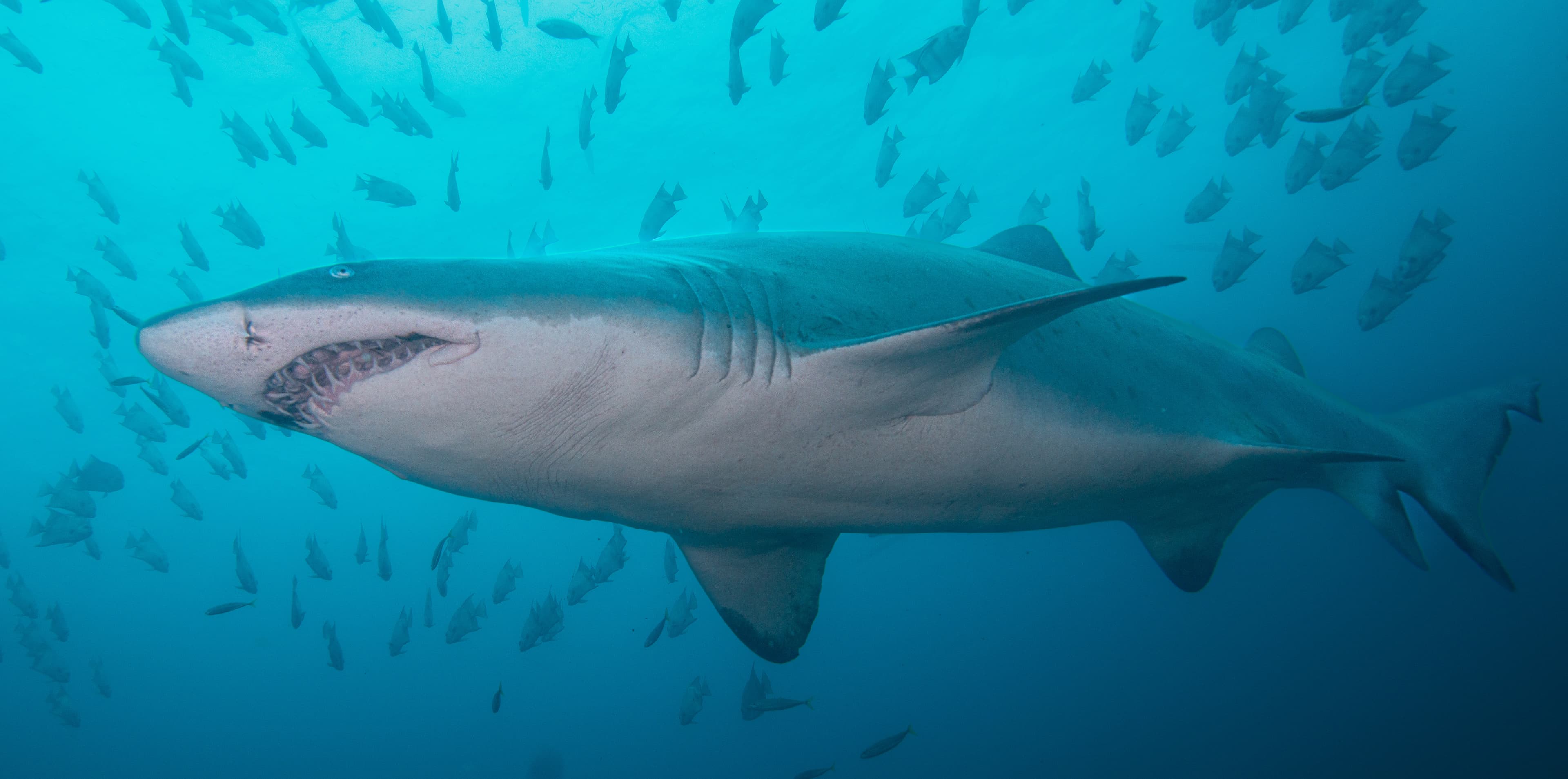 Photo of a Sand Tiger Shark