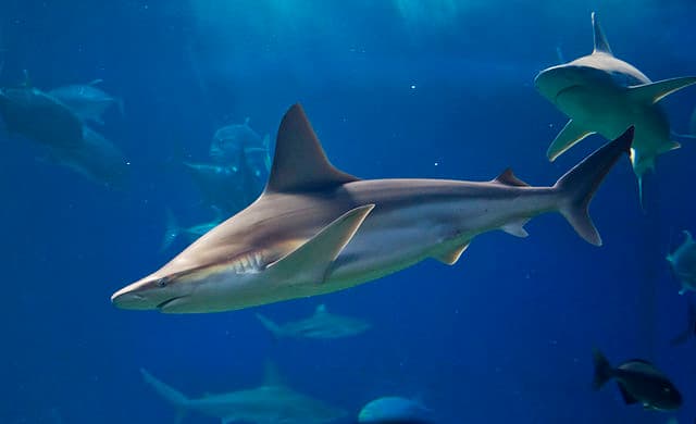 Photo of a Sandbar Shark