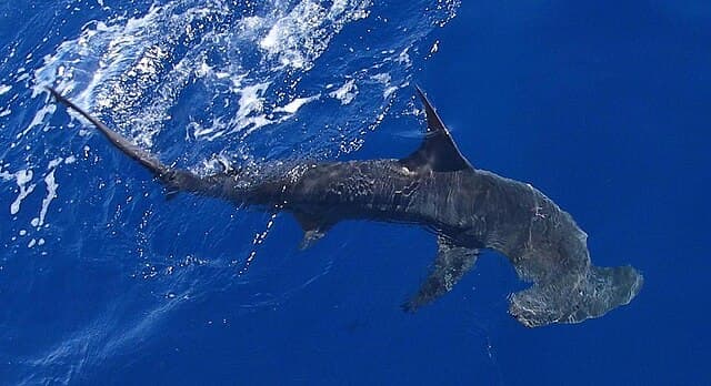 Photo of a Scalloped Hammerhead