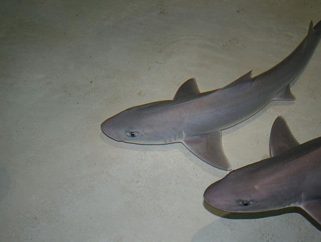 Photo of a Dusky Smoothound